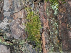 Frullania inflata