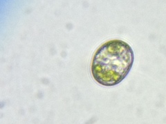 Chlorococcum