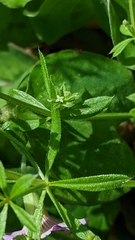Galium aparine