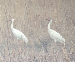 Leucogeranus leucogeranus