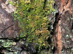 Frullania inflata