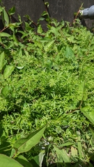 Galium aparine