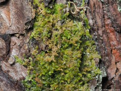 Frullania inflata