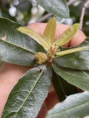 Quercus devia