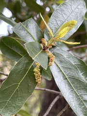 Quercus devia