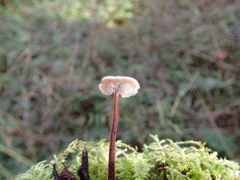 Auriscalpium vulgare