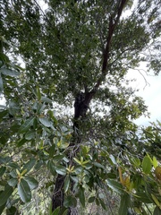 Quercus devia