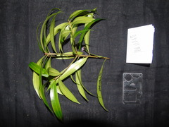 Podocarpus teysmannii