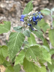Salvia similis