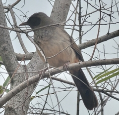 Pterorhinus perspicillatus