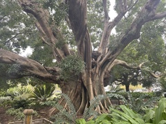 Ficus macrophylla