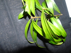 Podocarpus teysmannii