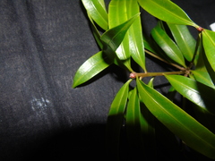 Podocarpus teysmannii