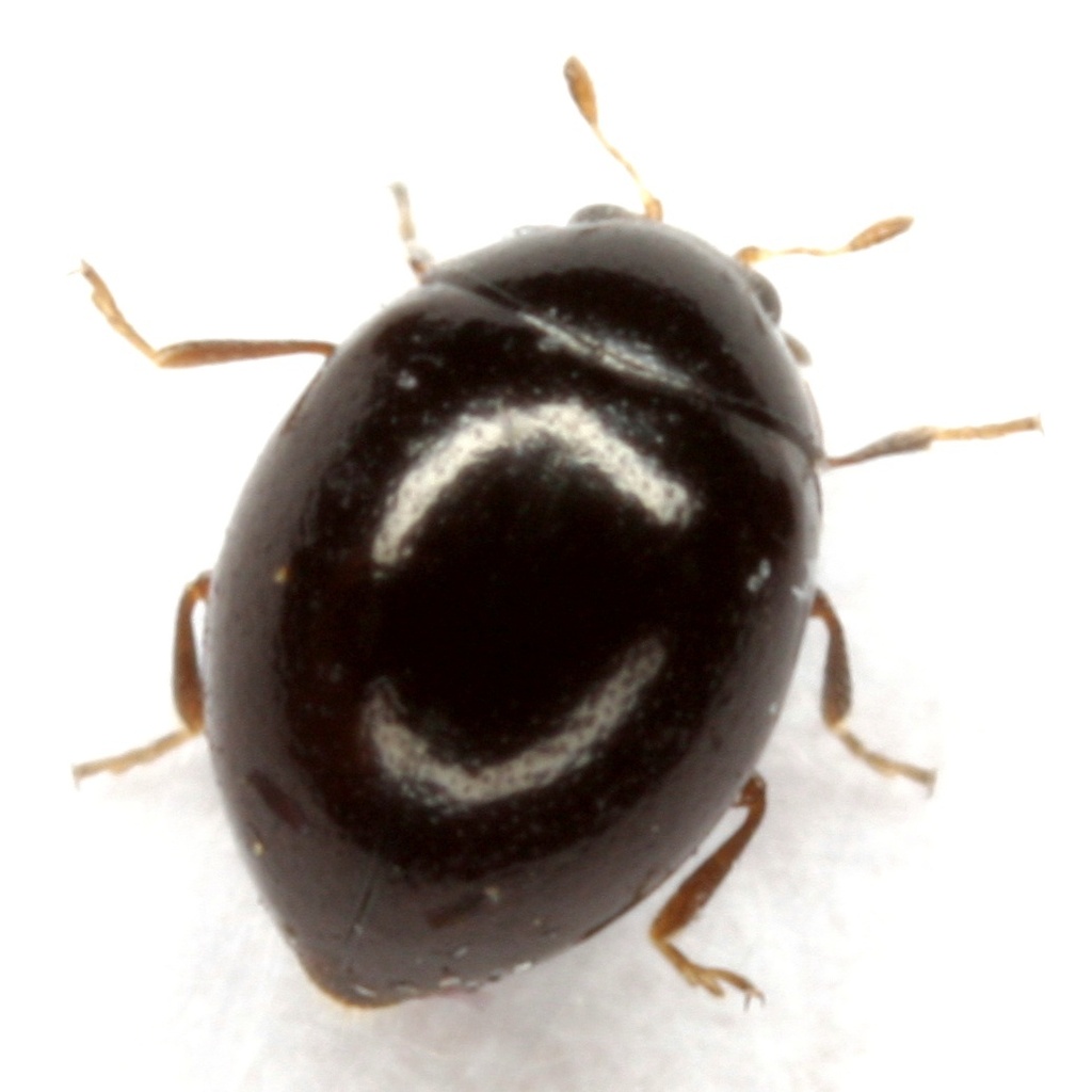 Minute Lady Beetles