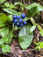 Clintonia umbellulata