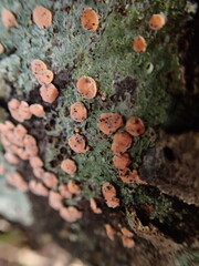 Aleurodiscus amorphus