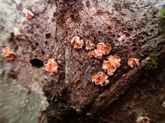 Aleurodiscus amorphus