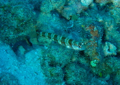 Amblyeleotris periophthalmus