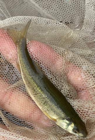 Rhynchocypris sachalinensis