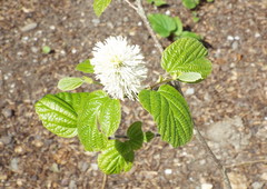 Fothergilla major