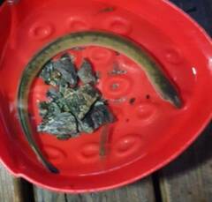 Lethenteron reissneri