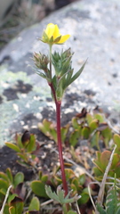 Potentilla glaucophylla