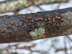 Pezicula ocellata