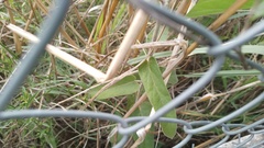 Oxypetalum solanoides