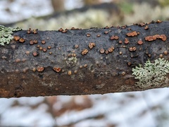 Pezicula ocellata