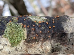 Pezicula ocellata