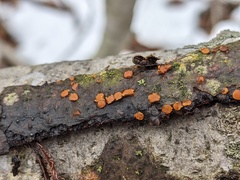 Pezicula ocellata