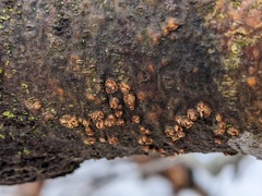 Pezicula ocellata