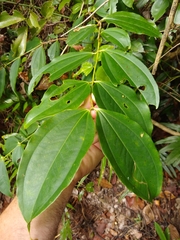 Pternandra coerulescens