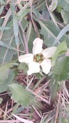 Jaborosa runcinata