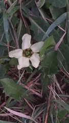 Jaborosa runcinata