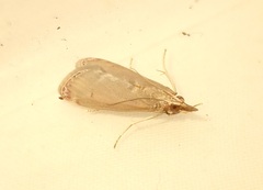 Syntonarcha iriastis