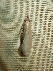 Syntonarcha iriastis