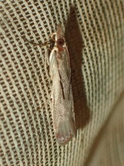 Syntonarcha iriastis