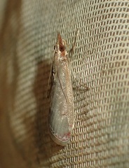 Syntonarcha iriastis