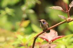 Colibri delphinae