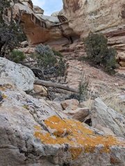 Xanthomendoza trachyphylla