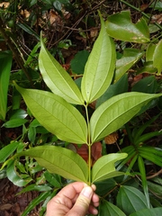 Pternandra coerulescens