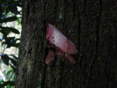 Sapotaceae