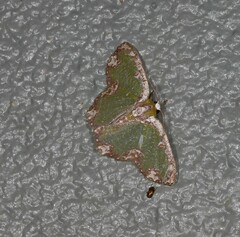 Eucyclodes erymnodes