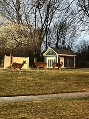 Odocoileus virginianus