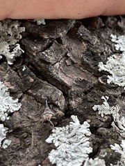 Danepteryx