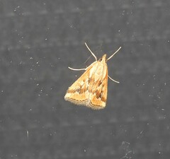 Achyra massalis