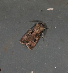 Agrotis interjectionis