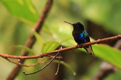 Boissonneaua jardini