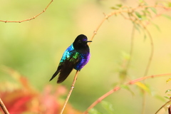 Boissonneaua jardini